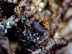 Frullania selwyniana