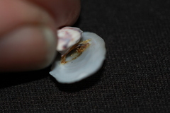 Maoricrypta sodalis