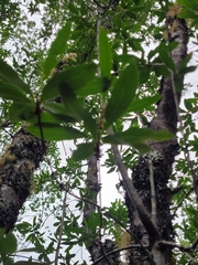 Embothrium coccineum