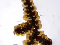 Frullania selwyniana