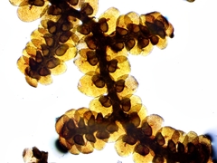 Frullania selwyniana