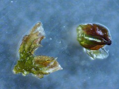 Frullania selwyniana