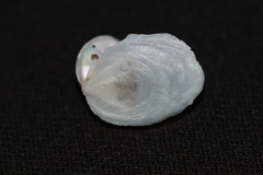 Maoricrypta sodalis