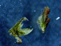 Frullania selwyniana