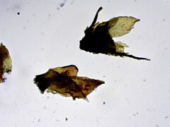 Frullania selwyniana