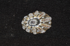Cellana ornata