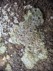 Trapelia placodioides