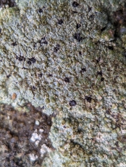 Trapelia placodioides