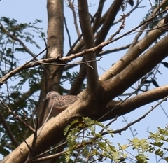 Streptopelia chinensis