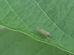 Versigonalia vermiculata