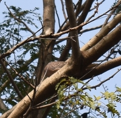 Streptopelia chinensis