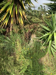 Hypolepis dicksonioides