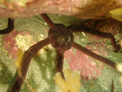 Ophiopsammus maculata