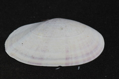 Gari convexa