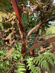 Hypolepis dicksonioides