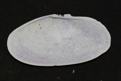 Gari convexa