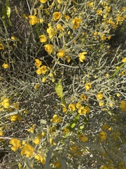 Senna phyllodinea