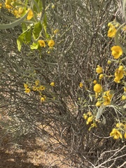 Senna phyllodinea