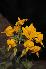 Solanum peruvianum