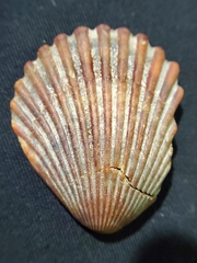 Argopecten irradians concentricus