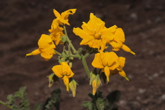 Solanum peruvianum