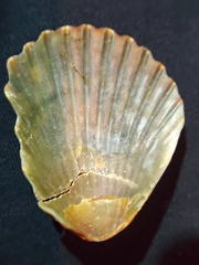 Argopecten irradians concentricus