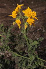 Solanum peruvianum