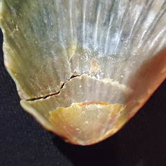 Argopecten irradians concentricus