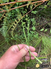 Juncus prismatocarpus