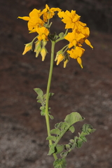 Solanum peruvianum