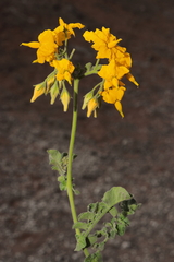 Solanum peruvianum