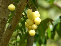 Phyllanthus acidus