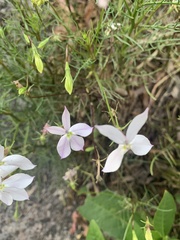 Lithotoma anethifolia