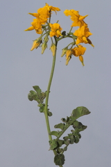 Solanum peruvianum