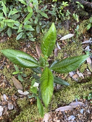 Caldcluvia paniculata