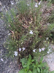 Lithotoma anethifolia