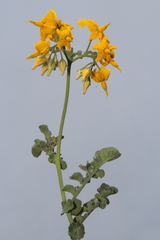 Solanum peruvianum