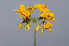 Solanum peruvianum