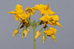 Solanum peruvianum