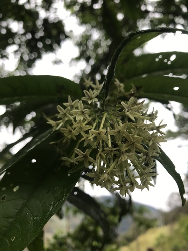 racemose cestrum (Cestrum racemosum)