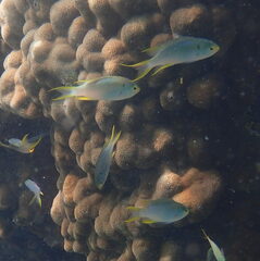 Neopomacentrus nemurus