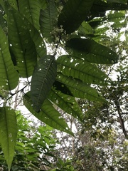 Cestrum racemosum, photograph (c) Nicolás Baresch Uribe, some rights reserved (CC BY)