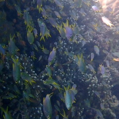 Neopomacentrus nemurus