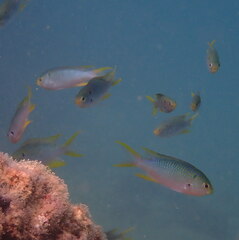 Neopomacentrus nemurus