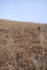 Schizachyrium littorale