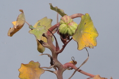 Tropaeolum