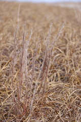 Schizachyrium littorale
