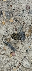 Uperoleia laevigata