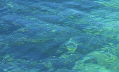 Tylosurus crocodilus