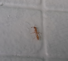 Pseudomyrmex